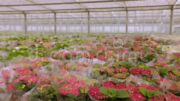 红色开花植物在塑料包装许多花束准备出售视频的预览图