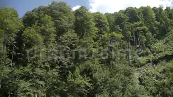 鸟瞰群山带绿林树木带针叶林的山坡视频的预览图