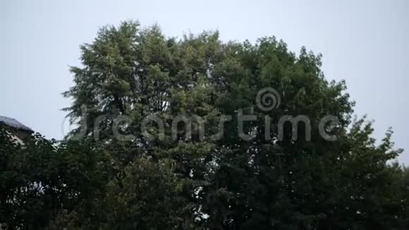 夏季克拉科夫的一棵大绿树上下着冰雹视频的预览图