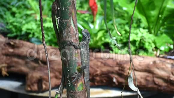 在迪拜的绿色星球上一只长尾巴的小蜥蜴伪装在热带雨林树伊瓜纳上视频的预览图