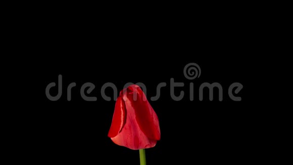 黑色背景上的红色郁金香视频的预览图