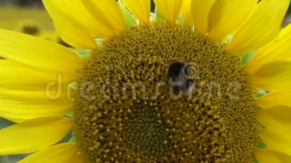 大黄蜂或大黄蜂大黄蜂或卑微的蜜蜂顶天立地的葵花特写视频的预览图