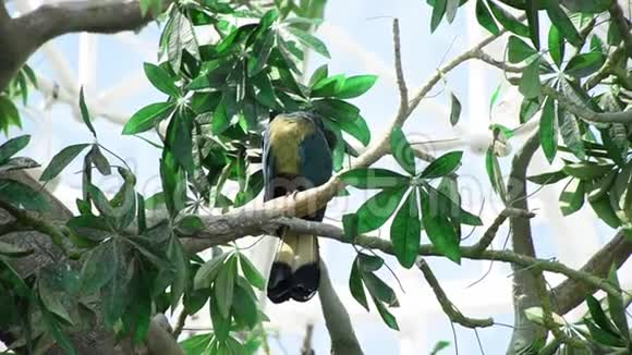 一只巨大的蓝色蓝色和黄色的大鸟栖息在热带雨林的树上视频的预览图