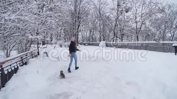 约克和屋主在户外系着皮带走路约克郡的一只小猎犬和女孩在一个白雪覆盖的冬天公园里奔跑慢慢视频的预览图