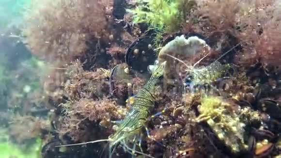 海底的虾鲤鱼视频的预览图