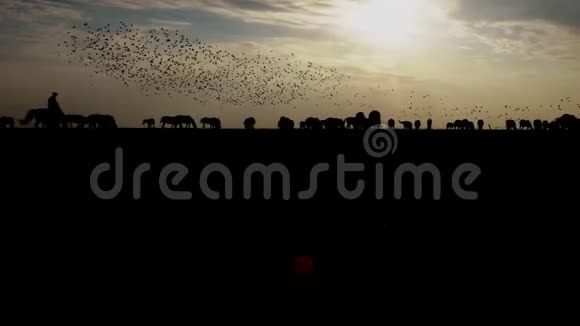 日落时分地平线上的马群和鸟的黑暗轮廓视频的预览图