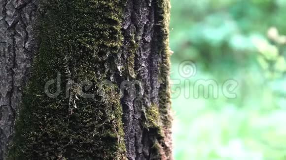 在一片模糊的秋林背景上合上一棵绿苔的老树干库存录像天然木制视频的预览图