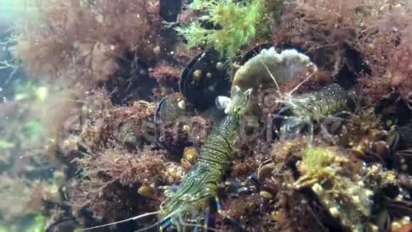 海底的虾鲤鱼视频的预览图