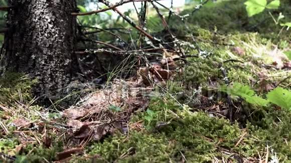 在被绿苔覆盖的森林里靠近地面库存录像夏天的树林里躺着枯萎的湿叶视频的预览图