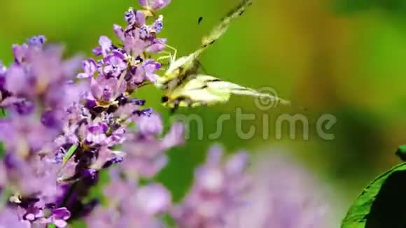 一朵花上美丽的蝴蝶夏日田野慢镜头视频的预览图