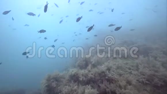 关于黑海鱼类和珊瑚礁学校的看法视频的预览图