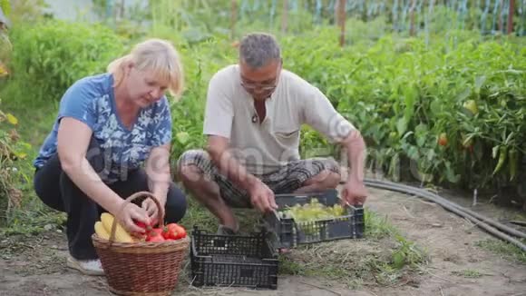 农民在他们的花园里工作种植有机蔬菜和水果出售我们把一个成熟的收成放在篮子里视频的预览图