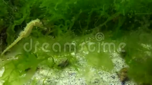 短吻海马海马在藻类中游动黑海视频的预览图
