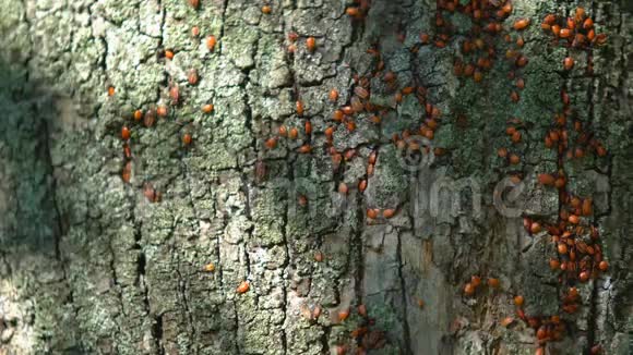 在森林动植物群野生动物群的树皮上聚集的火虫红昆虫视频的预览图