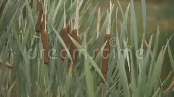 在风中摇曳的绿色芦苇的特写视频的预览图
