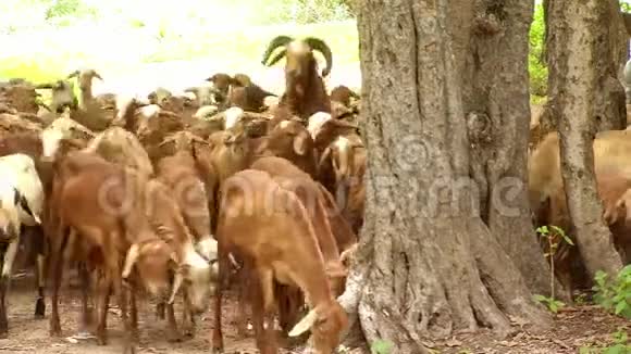 一群山羊在吃草和跑步视频的预览图