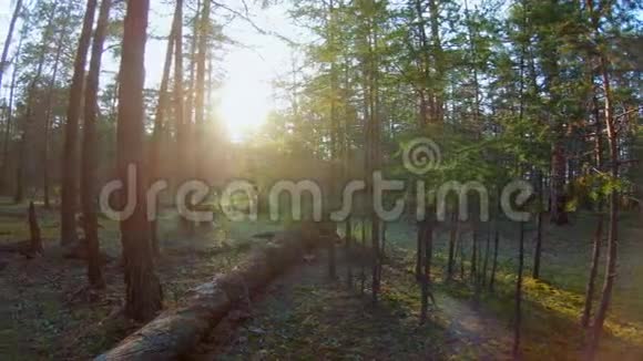 盘在森林里灿烂的阳光照在树上视频的预览图