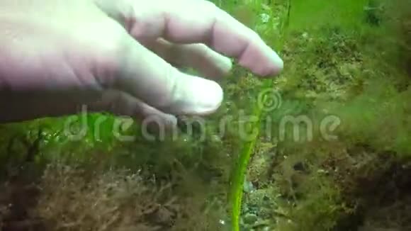 绿雄性大鼻管鱼斑疹伤寒在海藻灌丛中黑海视频的预览图