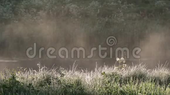 晨雾从湖中升起太阳升起前景是湿草黎明时的水汽升起的雾气神秘的气氛视频的预览图