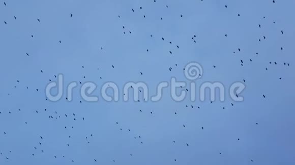 一群乌鸦的轮廓飞过晴空视频的预览图