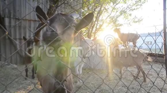 日落时分农场里的山羊好奇的山羊站在稻草上环顾四周吃着草山羊和比利视频的预览图