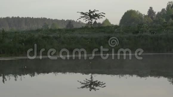 一个平静的清晨小树在水中倒影大自然景观中神秘的气氛视频的预览图