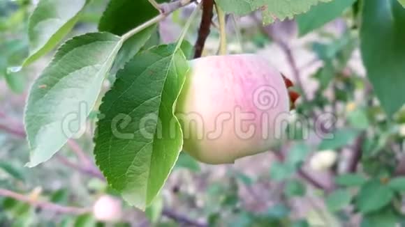 苹果树枝一个成熟的果实和茂盛的绿叶侧视特写视频的预览图