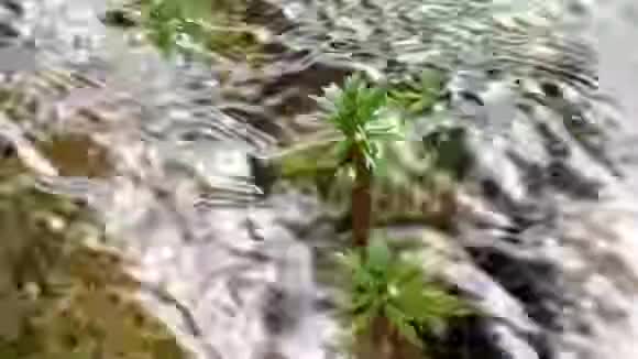 被摄像机拍到的清澈的河水视频的预览图