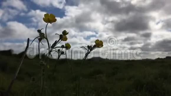 微风吹拂的花朵剪影视频的预览图