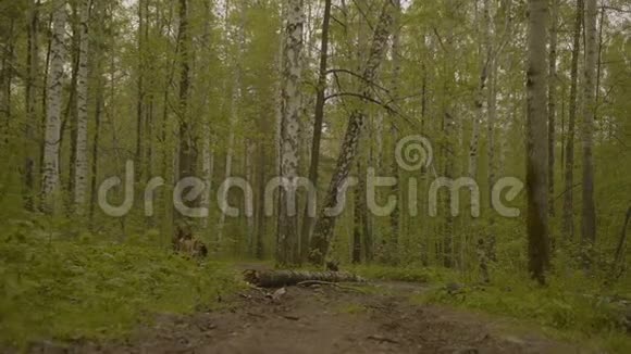 森林中狭窄的小路视频的预览图