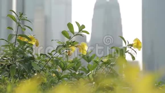 香港的城市景观视频的预览图