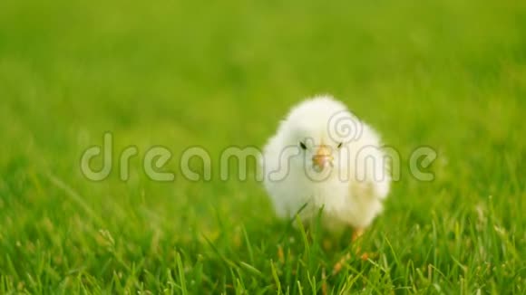 草里孤鸡视频的预览图