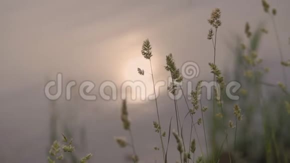 草的剪影表面有太阳的反射视频的预览图