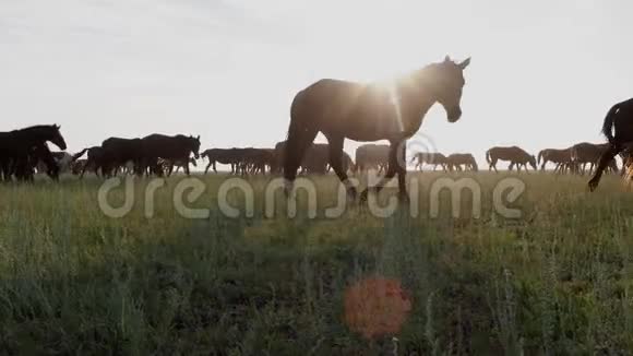 美丽的哈萨克斯坦自然和牧场上的牧马群视频的预览图