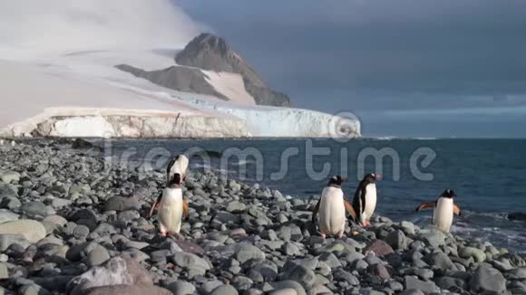 企鹅们站在靠近水面的鹅卵石上环顾四周安德列夫视频的预览图