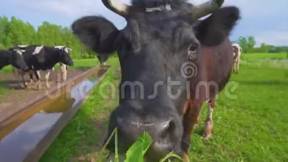 有人在阳光明媚的一天在草地上喂牛视频的预览图