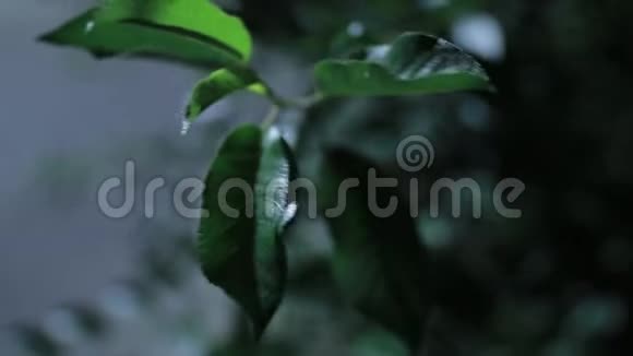 蟋蟀晚上唱歌含原创音频夏天的叶子在风中视频的预览图