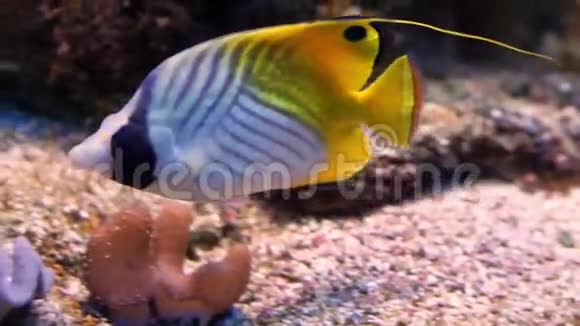 在水族馆底部游动的一条线鳍蝴蝶鱼的特写镜头来自印度太平洋的五颜六色的热带鱼视频的预览图