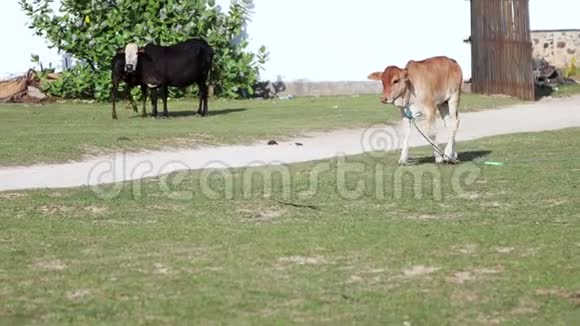 一只脖子上系着绳子的小牛在草地上行走视频的预览图