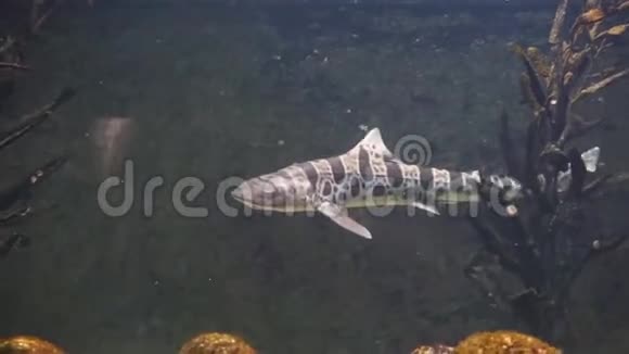 在水中游泳的豹鲨的特写镜头猎狗鲨鱼的流行物种来自美国太平洋海岸的热带鱼视频的预览图