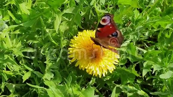 蝴蝶从蒲公英花中采集花蜜扇动翅膀和快速运动的先头顶部视图视频的预览图