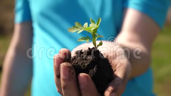 番茄幼苗手中特写环保星球年轻的萌芽在农民手中他的园丁视频的预览图