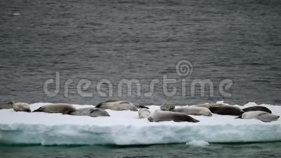 海豹躺在水背景上的冰川上安德列夫视频的预览图