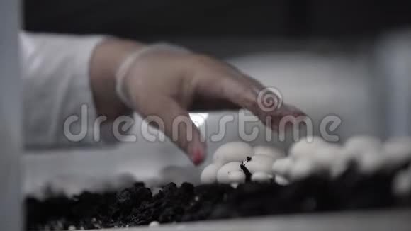 手里拿着一只橡胶手套在蘑菇生长的植物上收获新鲜的香瓜食品生产素食视频的预览图