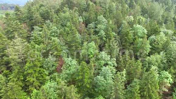 空中森林全景视频的预览图
