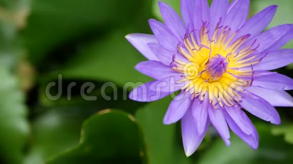 池塘里漂浮的睡莲从绿叶之上紫罗兰的睡莲花漂浮在宁静的水中视频的预览图
