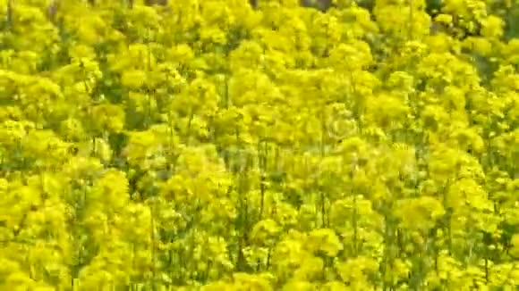 春奸绽放春在田园风光视频的预览图