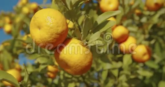 果园树上成熟多汁的橘红色山视频的预览图