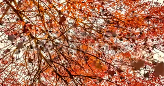 黄色棕色红色的彩色叶子秋天的颜色从上面落下来背景是树视频的预览图