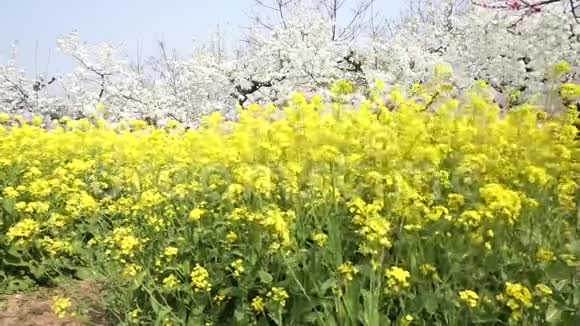 春奸绽放春在田园风光视频的预览图